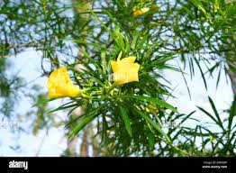 Image result for Cascabela