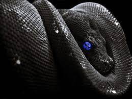 Top Most Dangerous Black Mamba Snake Wallpapers In Hd 1280 1024 Black Snake Wallpapers 43 Wallpapers Adorable Wallpaper Snake Wallpaper Snake Snake Images