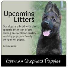 Sable german shepherd puppies are available for sale in kerala. Von Der Haus Gill Home