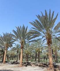 There are fast growing varieties, slow growers, some which stay small, some are dwarf, some are tropical, and some. Palm Tree Nursery San Diego West Coast Trees