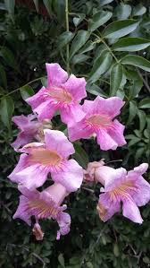 Image result for Podranea brycei