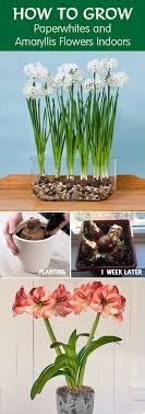 Growing Paperwhites And Amaryllis Flowers Indoors Indoor Flowers Planting Bulbs Bulb Flowers
