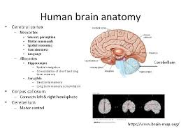Each distinct part of the brain plays a different role in allowing humans to have thoughts, move their body, sense, as well as maintain the functions of organs. What Makes Us Human When You Work On