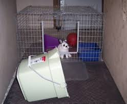 As a parent, you play a key role in teaching your child how to use the toilet. Potty Train A Bunny Bunnynature Org