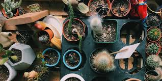 Choose a pup that's plump, unblemished, and healthy. The Best Indoor Cactus Plants Architectural Digest