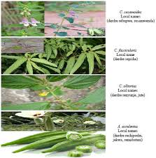 Image result for Ceratotheca sesamoides