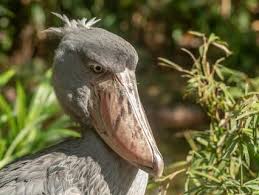 We did not find results for: Wetlands San Diego Zoo Animals Plants