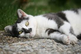 Folgende hausmittel haben sich recht gut bewährt. 5 Effektive Tipps Um Katzen Aus Dem Garten Zu Vertreiben Gartenzeitung Com