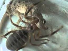 You can create meme chains of multiple images stacked vertically by adding new images with the below. Nude Sexy Ladies Pictures Iraqi Camel Spiders
