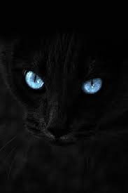 Cat S Eyes Lock Screen Cat With Blue Eyes Cats Crazy Cats