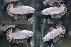 Categorie betta selezionati / selected bettas plakat. Bettazone Betta Of The Week Platinum Black Dragon Ohm