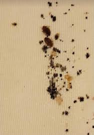 Image result for bed bugs droppings