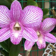 Image result for Orchidaceae