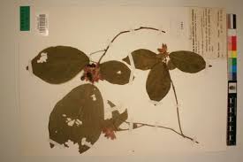 Image result for Clerodendrum capitatum