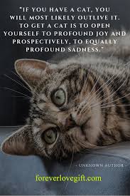 The loss of a cat is immeasurable but so is the love left behind. Rxx1n35gnjo5um