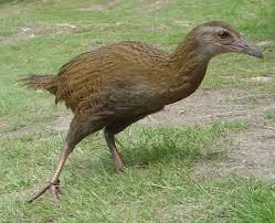 Flightless Bird Flightless Bird Bird Bird Species