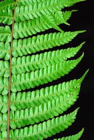 Image result for Thelypteridaceae