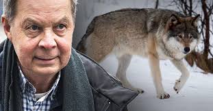 Miljardären Karl Hedin om vargförgiftning: Kan förstå det
