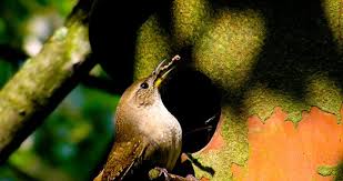 I know that to some people, any wren near a house is a house wren, and that goes for finches and sparrows too. House Wren Nesting Habits A Birds Delight