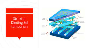 Sel kolenkim umumnya cukup memanjang dan melintang, yang bertujuan agar dapat memberikan fleksibilitas. Dinding Sel Pengertian Fakta Dan Fungsi Dinding Sel Coretan Bintang Naisya Www Sridianti Com