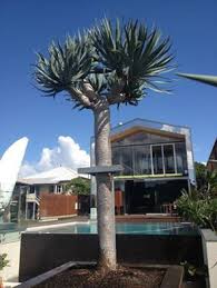 Sitting Proud By The Water At This Stunning New Bulimba Residence In The City Of Brisbane Stands A Taller Dragon T Beautiful Gardens Dragon Tree Secret Garden