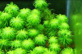 Image result for Syngonanthus exilis