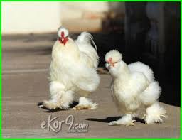 35 Foto Berbagai Jenis Ayam Paling Unik Dari Seluruh Dunia Dunia Fauna Hewan Binatang Tumbuhan Hewan Ayam Binatang
