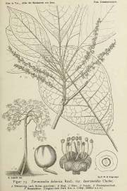 Image result for Terminalia mollis