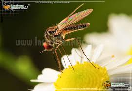 flying insects