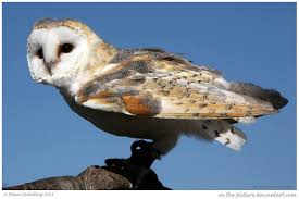 At The Ready By In The Picture On Deviantart Owl Ears Pictures Owl