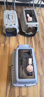 Kittens receive wellness
