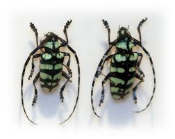 Image result for Belonophora