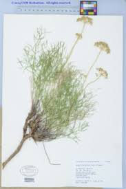 Image result for Afrosciadium rhodesicum