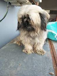 Find the best labrador price! Labrador Pakistan Home Facebook