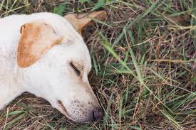 Signs and symptoms of chigger bites are itching, the bite may be red, and skin lesions. Chiggers The Mite With The Bite Causing Misery To Dogs And Their Owners