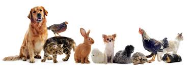 The similarities between cats and. Cat And Rabbit Similarities News Pets News And Review