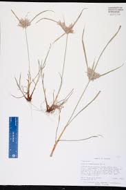 Image result for Cyperus sphacelatus