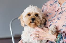 This provider has not enabled messaging on yelp. Community Aged Care Program Rspca Nsw