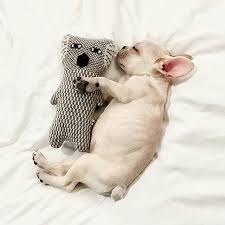 Abstract animals/wildlife the arts backgrounds/textures beauty/fashion buildings/landmarks business/finance celebrities editorial animals/wildlife buildings/landmarks backgrounds/textures business/finance education food and drink health care holidays objects industrial art nature. This French Bulldog Cuddling With A Stuffed Animal Is Too Cute Love Bed Dog Bulldog Puppies French Bulldog Puppies Cute French Bulldog