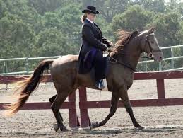 The tennessee walking horse (tennessee walker) is a gaited horse breed developed in tennessee. Tennessee Walker Horse Lifespan How Long Do They Live