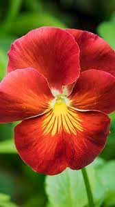 Flowers An Immersive Guide By Vihan