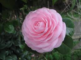 Kami mengumpulkan soal dan jawaban dari tts (teka teki silang) populer yang biasa muncul di koran. Tidak Hanya Sakura Bunga Di Jepang Lainnya Juga Mempesona Akiba Nation