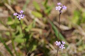 Image result for Buchnera capitata