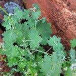 Image result for Cineraria deltoidea