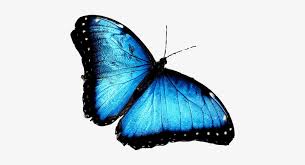 Specifically, the microscopic scales covering the morpho's wings reflect incident light. Blue Butterfly Png Blue Morpho African Butterfly Transparent Png 442x365 Free Download On Nicepng