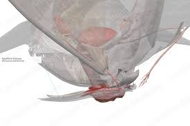 Image result for Lessertia falciformis