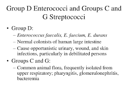 Image result for Group D Streptococcus