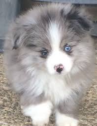 The current median price for all miniature australian shepherds sold is $1,425.00. Teacup Australian Shepherd Aussie Puppies For Sale Circle K Farms Toy Breeders Tea Cup A Tiny Mini Aussie Puppies Australian Shepherd Puppies Shepherd Puppies