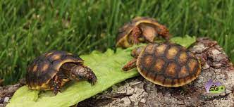 Please read the details of our guarantee before ordering. Red Foot Tortoise For Sale Online Baby Red Footed Tortoises For Sale Buy Red Foot Tortoise Babies For Sale Baby Tortoise Hatchlings For Sale Online