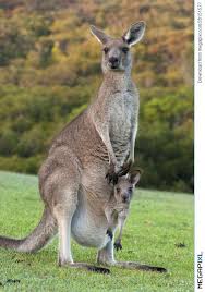 Kangaroo With Baby Joey In Pouch Australia Animals Kangaroo Stuffed Animal Kangaroo Image